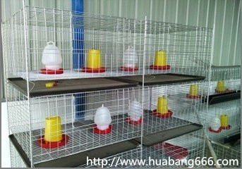鸡笼系列自动化养鸡设备